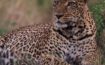 Leopardo en Masai Mara Kenia