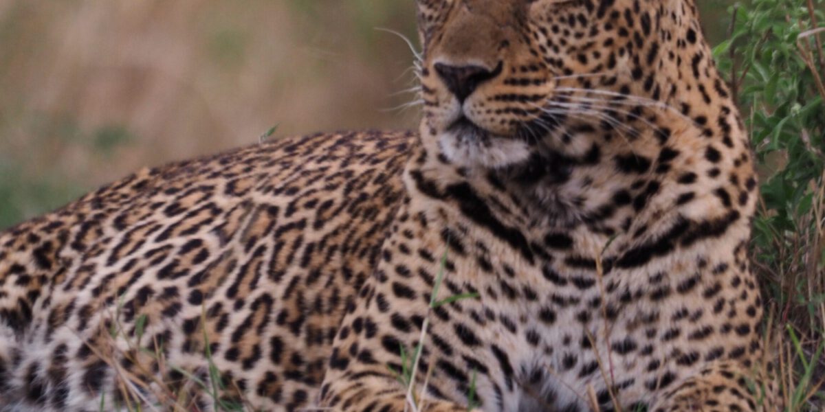 Leopardo en Masai Mara Kenia