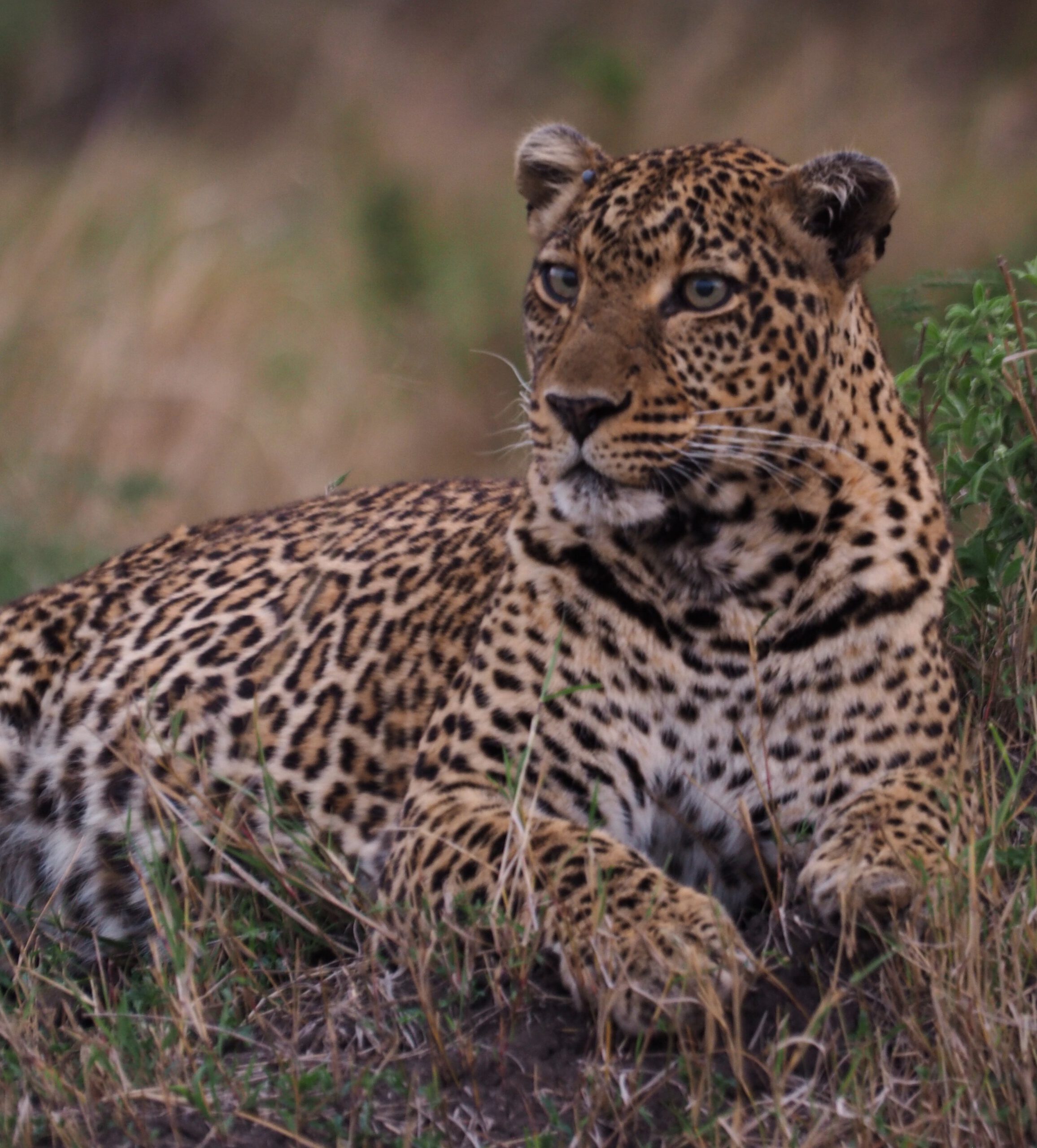 Leopardo en Masai Mara Kenia