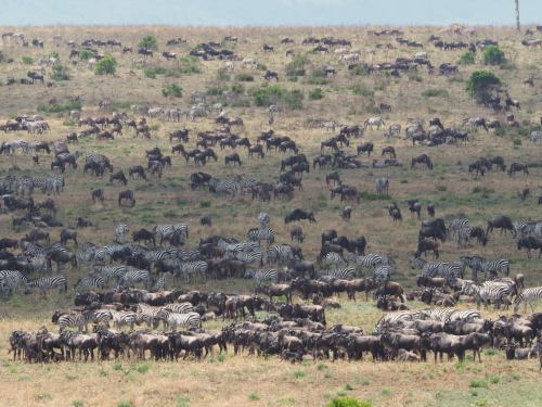 Cebras y ñus esperando a cruzar en la Gran Migración de Masai Mara Kenia