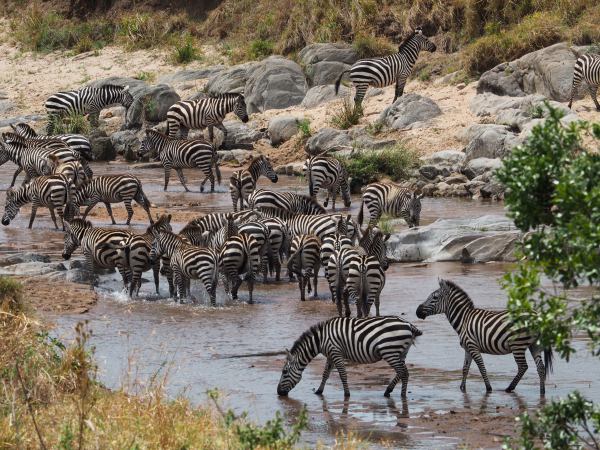 Ñus y cebras preparados para la Gran Migración en Masai Mara