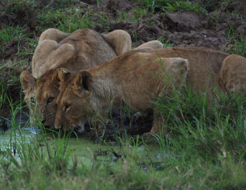 Dos leonas beben en Masai Mara Kenia