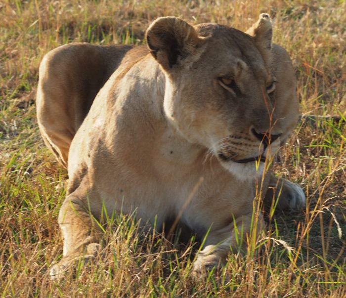 Una leona a la salida de nuestro campamento en Masai Mara Kenia