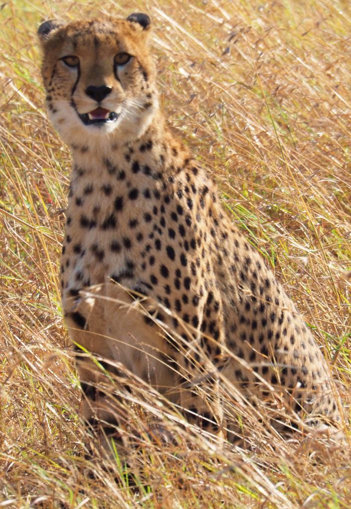 Un cheetah en Masai Mara