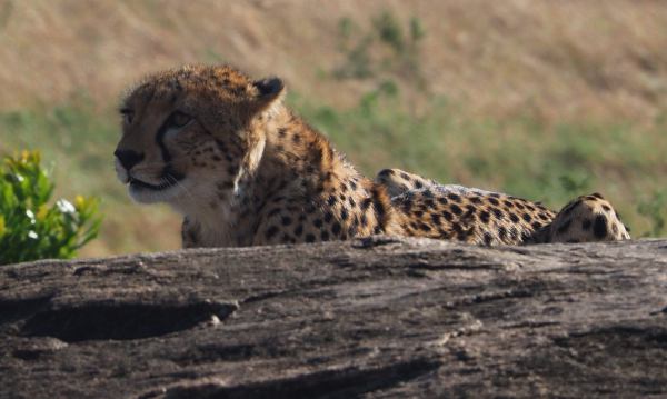 Cheetah en Masai Mara