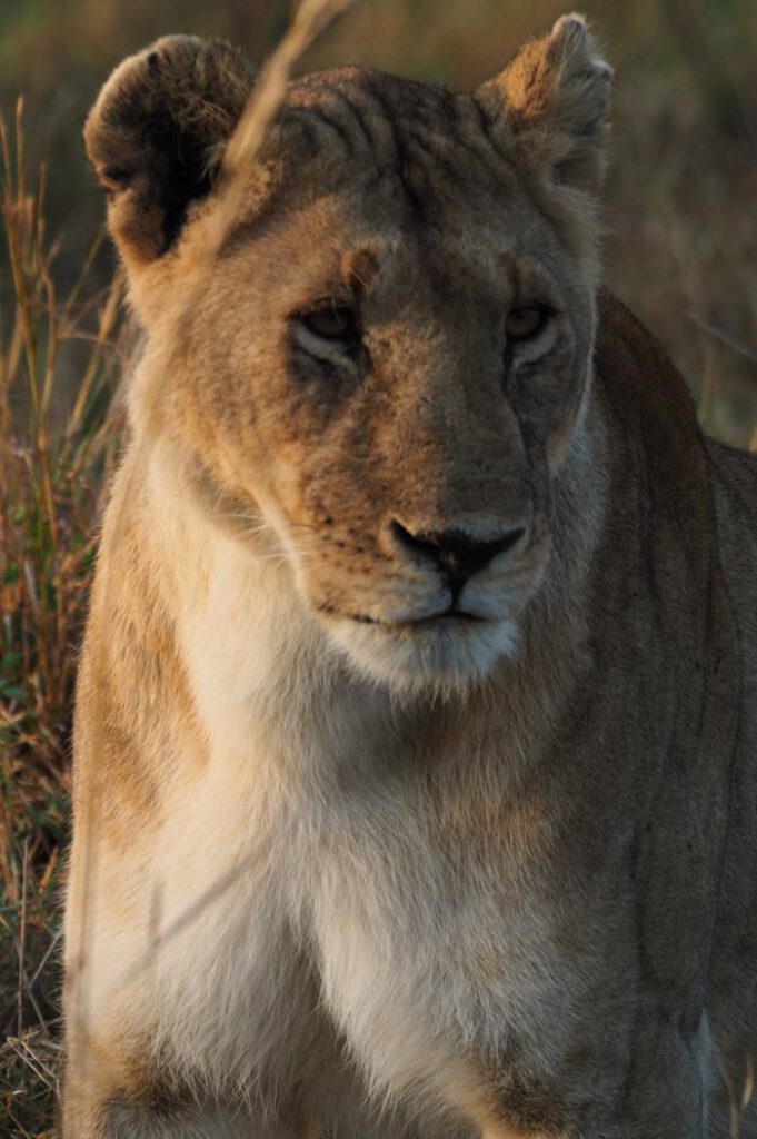 Una leona en Masai Mara Kenia