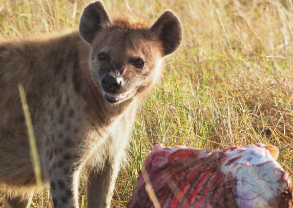 Una hiena comiendo en Masai Mara Kenia