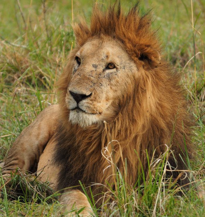 Un león en Masai Mara Kenia