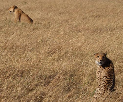 Un cheetahs y una leona en Masai Mara Kenia