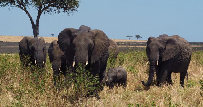 Elefantes en Masai Mara Kenia
