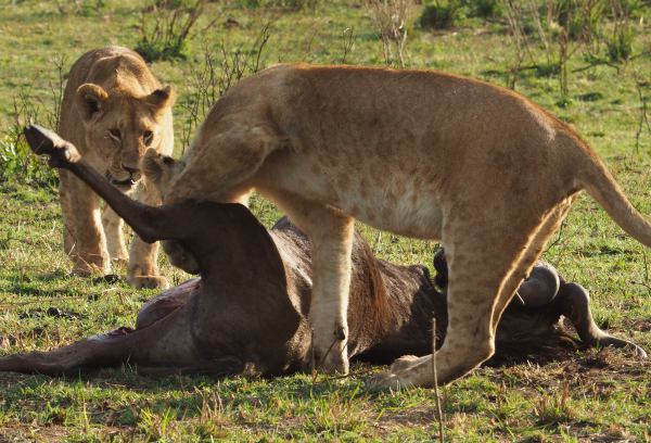 Unos leones se comen un ñu en Masai Mara Kenia