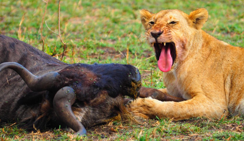 Una leona se come un ñu en Masai Mara Kenia
