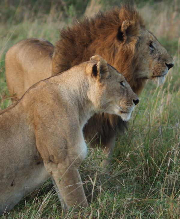 Una pareja de leones de cortejo en Masai Mara Kenia