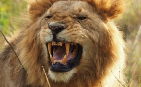 El tren lunático y los leones devoradores de hombres - El sueño de Africa