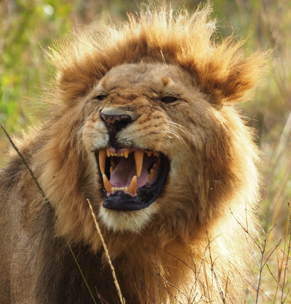 Un león en Masai Mara Kenia