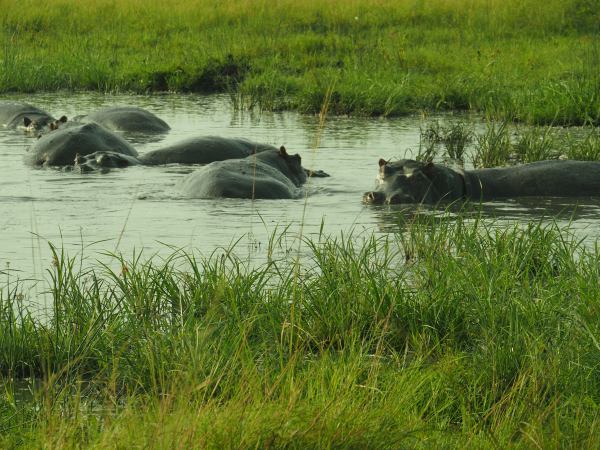 Hipopótamos en The Queen Elisabeth National Park Uganda
