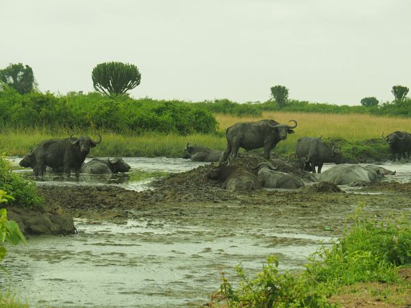 Búfalos en The Queen Elisabeth National Park Uganda