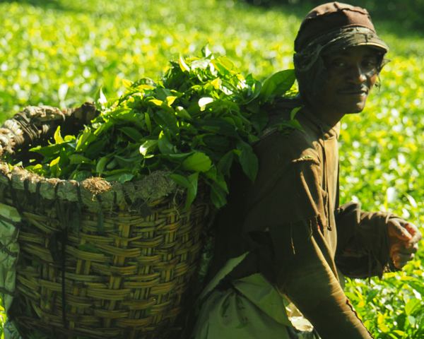 Un hombre recoge té camino de Murchison Falls (Uganda)