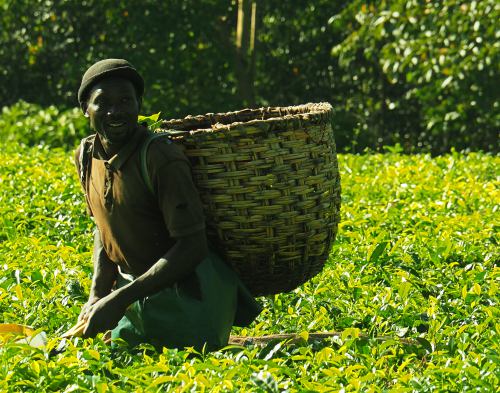 Trabajador en un campo de te en Uganda