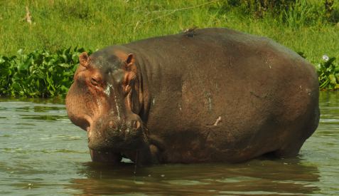 Hipopótamo en el río Nilo en Murchinson Falls National Park Uganda