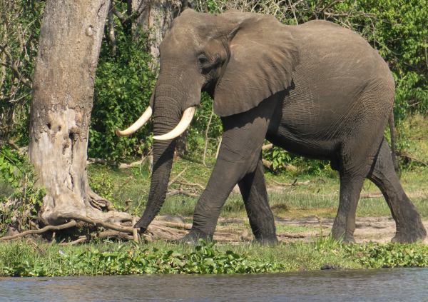 Un elefante a las orillas del río Nilo en Murchinson Falls Uganda