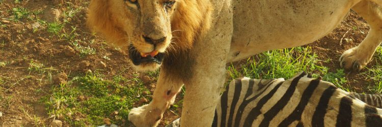 Un león ha cazado una cebra en el Nairobi National Park Kenia