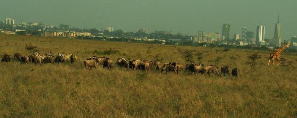 Nairobi National Park 