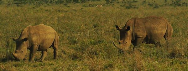 Rinocerontes en el Nairobi National Park Kenia