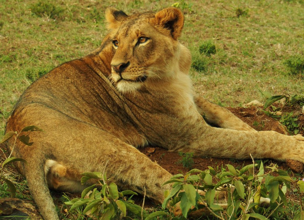 Nairobi National Park (Kenia)