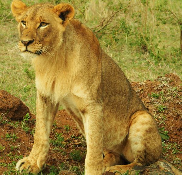 Leona en el Nairobi National Park Kenia
