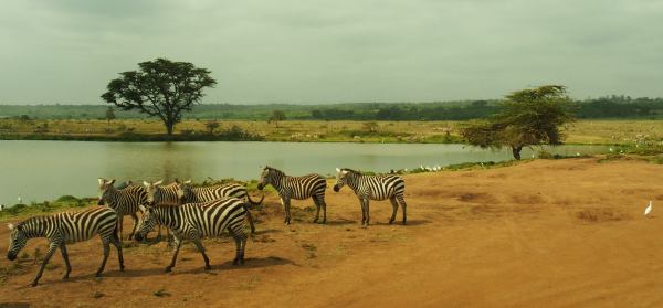 Cebras en el Nairobi National Park Kenia