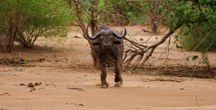 BUFALO HERIDO EN LOWER ZAMBIZI NP ZAMBIA