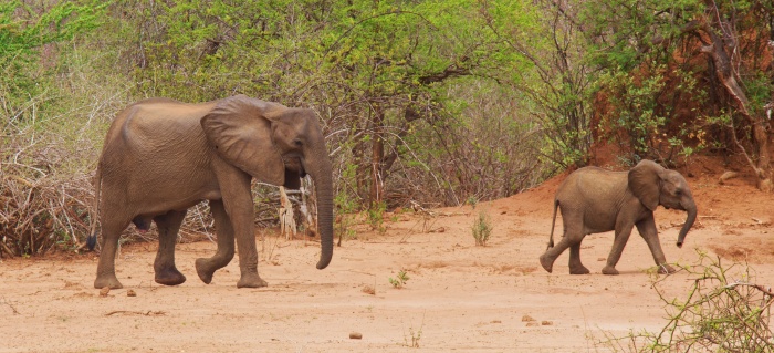 ELEFANTE Y CRIA EN LOWER ZAMBIZI NP ZAMBIA