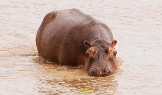 HIPO EN EL RIO ZAMBECE ZAMBIA