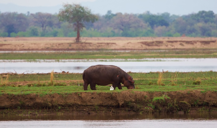 HIPO LOWER ZAMBIZI NP ZAMBIA
