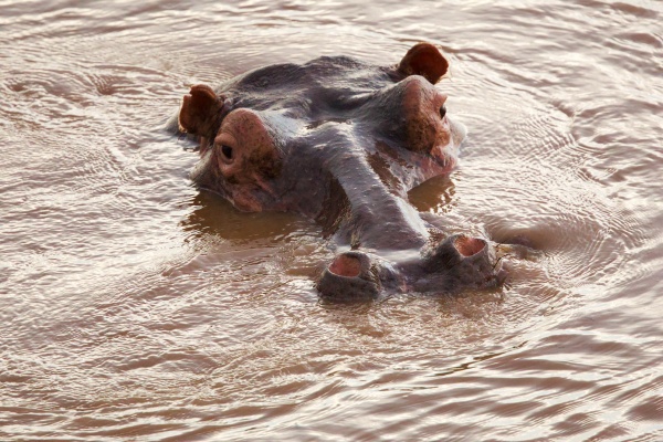 HIPOPOTAMO EN MASAU RIVER CAMP LOWER ZAMBIZI ZAMBIA 2