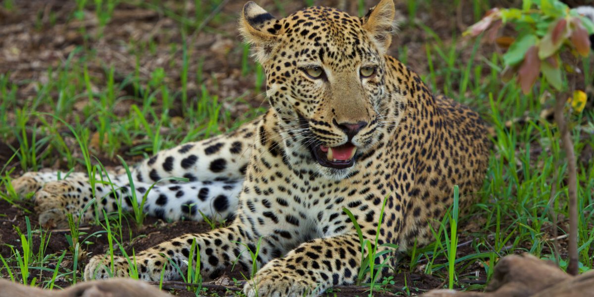 LEOPARDO EN SOUTH LUANGWA NATIONAL PARK ZAMBIA