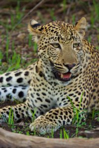 LEOPARDO EN SOUTH LUANGWA NATIONAL PARK ZAMBIA