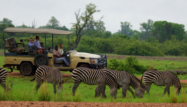 CEBRAS EN SOUTH LUANGWA NP ZAMBIA