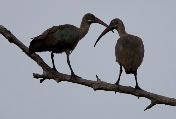 DOS AVES EN SOUTH LUANGWA ZAMBIA