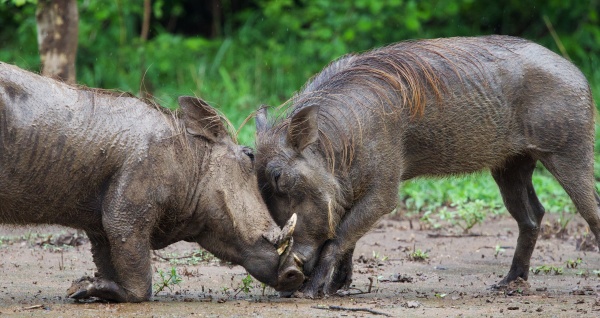 DOS FACOCEROS EN SOUTH LUANGWA NP ZAMBIA