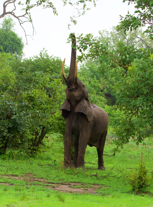 ELEFANTE EN SOUTH LUANGWA