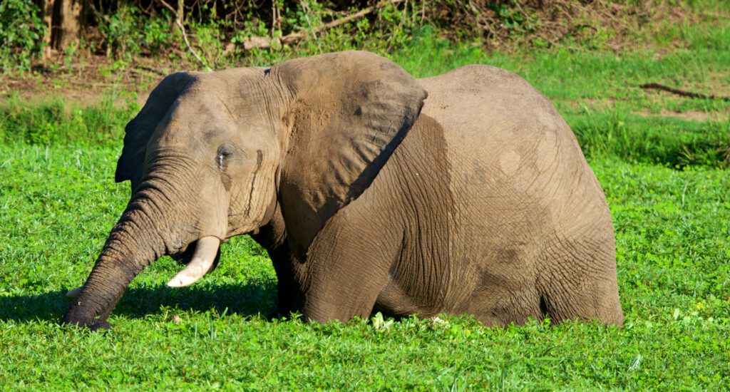 ELEFANTE EN SOUTH LUANGWA NP ZAMBIA
