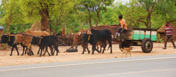 Un grupo de ganado en las rutas de Zambia