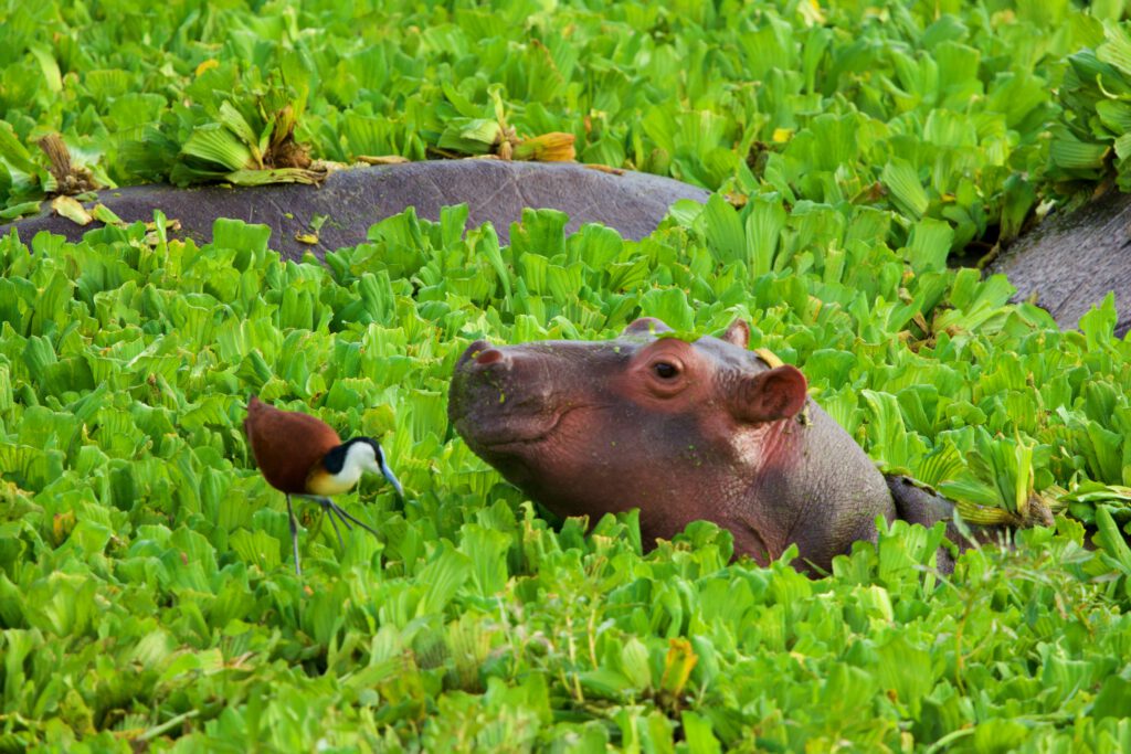 HIPOPOTAMOS EN SOUTH LUANGWA NATIONAL PARK ZAMBIA