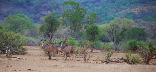 Lower Zambizi National Park Zambia