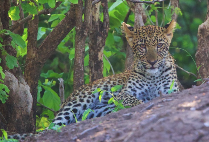 PEQUEÑO LEOPARDO MIRANDOME EN SOUTH LUANGWA NATIONAL PARK ZAMBIA