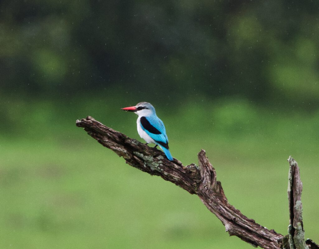 UN PAJARO EN SOUTH LUANGWA NP ZAMBIA