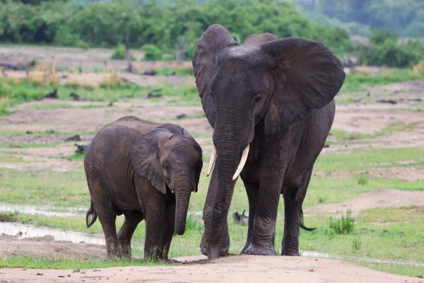 Una elefanta con su cría en South Luangwa NP Zambia