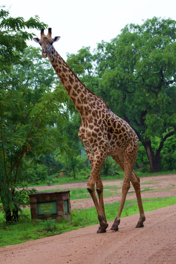 UNA JIRAFA EN SOUTH LUANGWA NP ZAMBIA